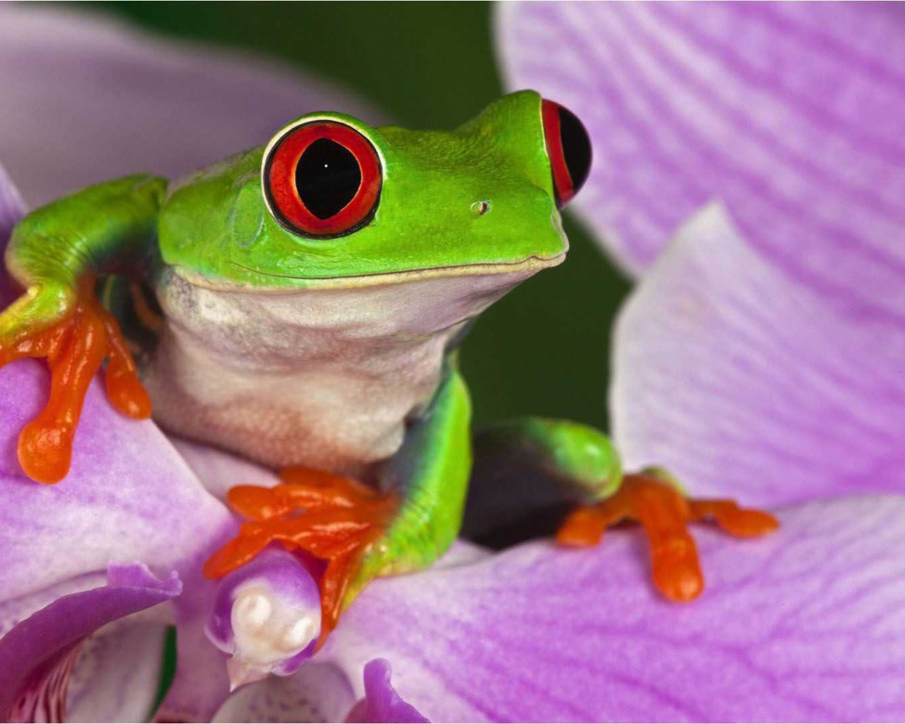 Красивая страна Коста-Рика