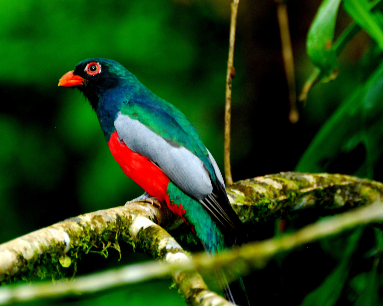 Захватывающие дух страна Коста-Рика