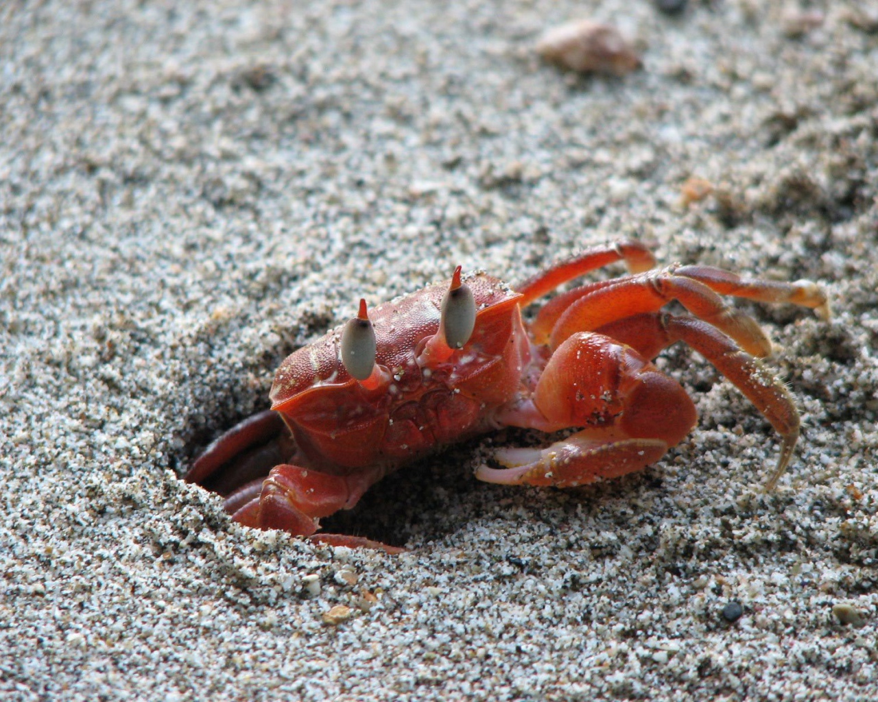 Изысканная страна Коста-Рика