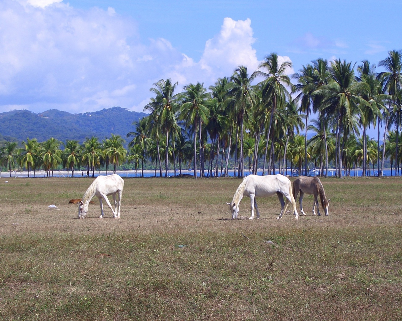 Популярное место в Коста-Рика
