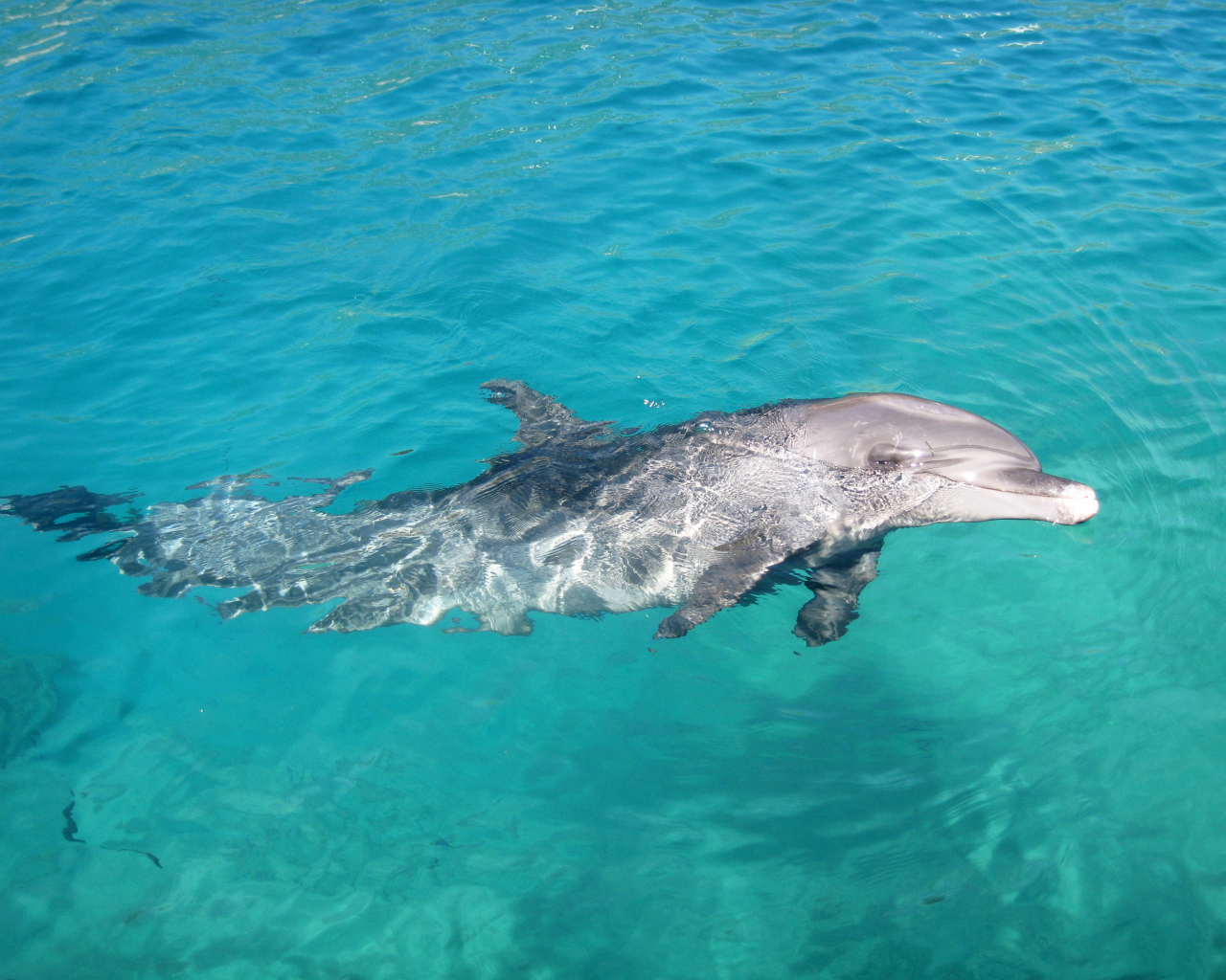 Изящное место в Коста-Рика