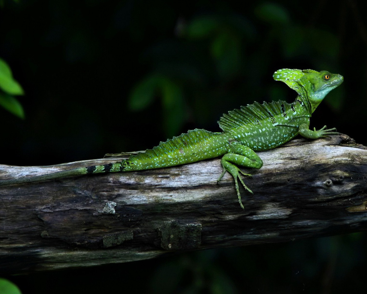 Завораживающий место в  Коста-Рика