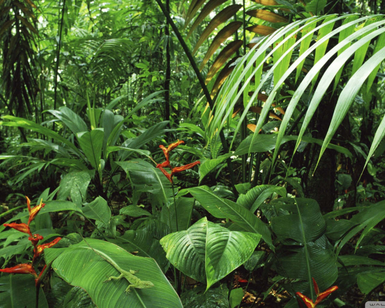 Дождевой лес Коста-Рика