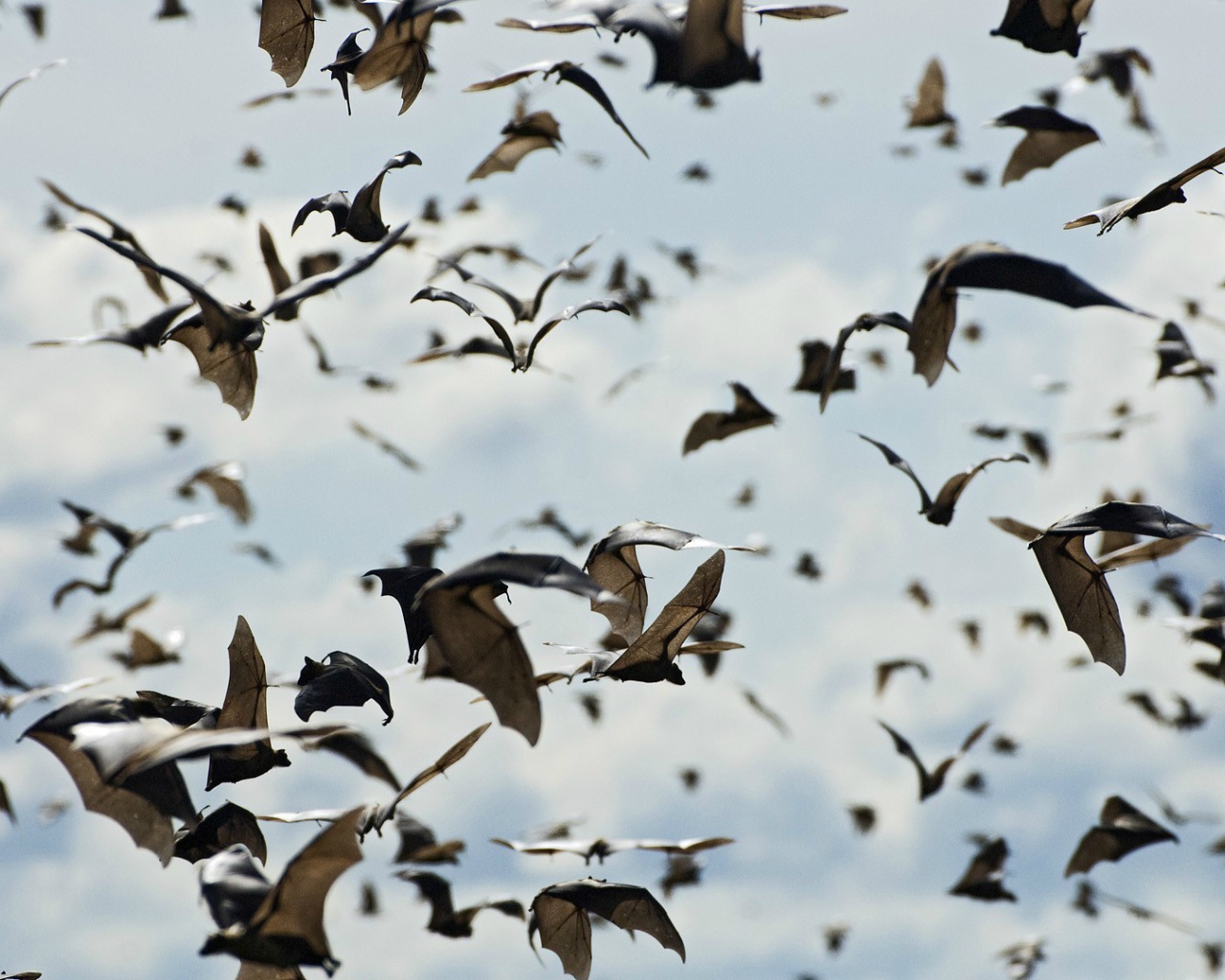 Стая летучих мышей