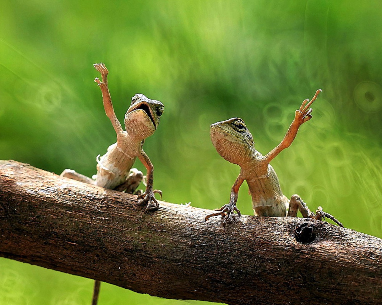 Пара лягушек на дереве