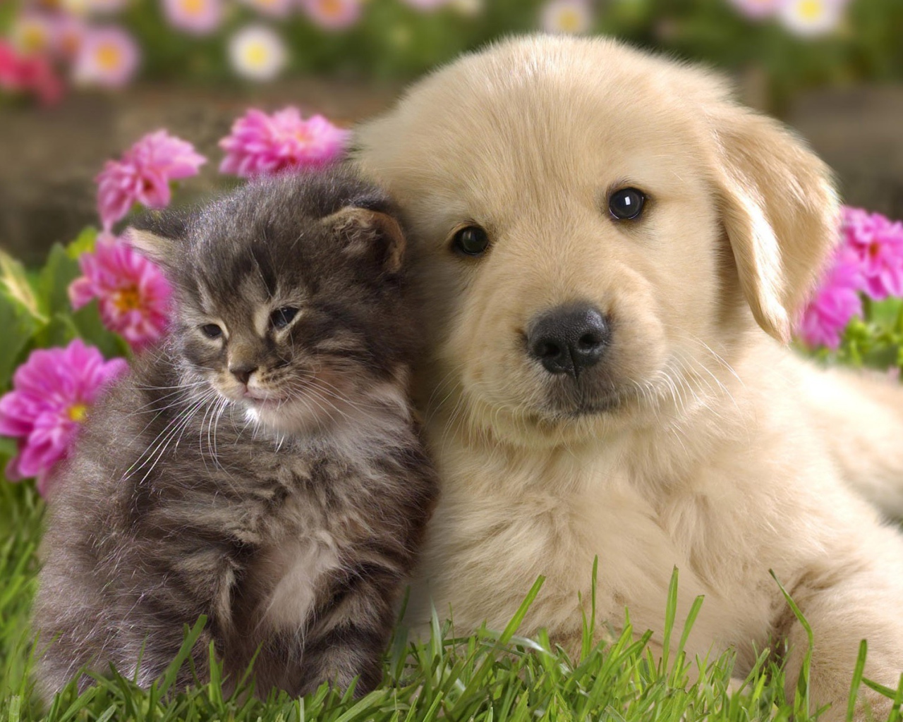 Ласковые котенок и щенок на фоне цветов
