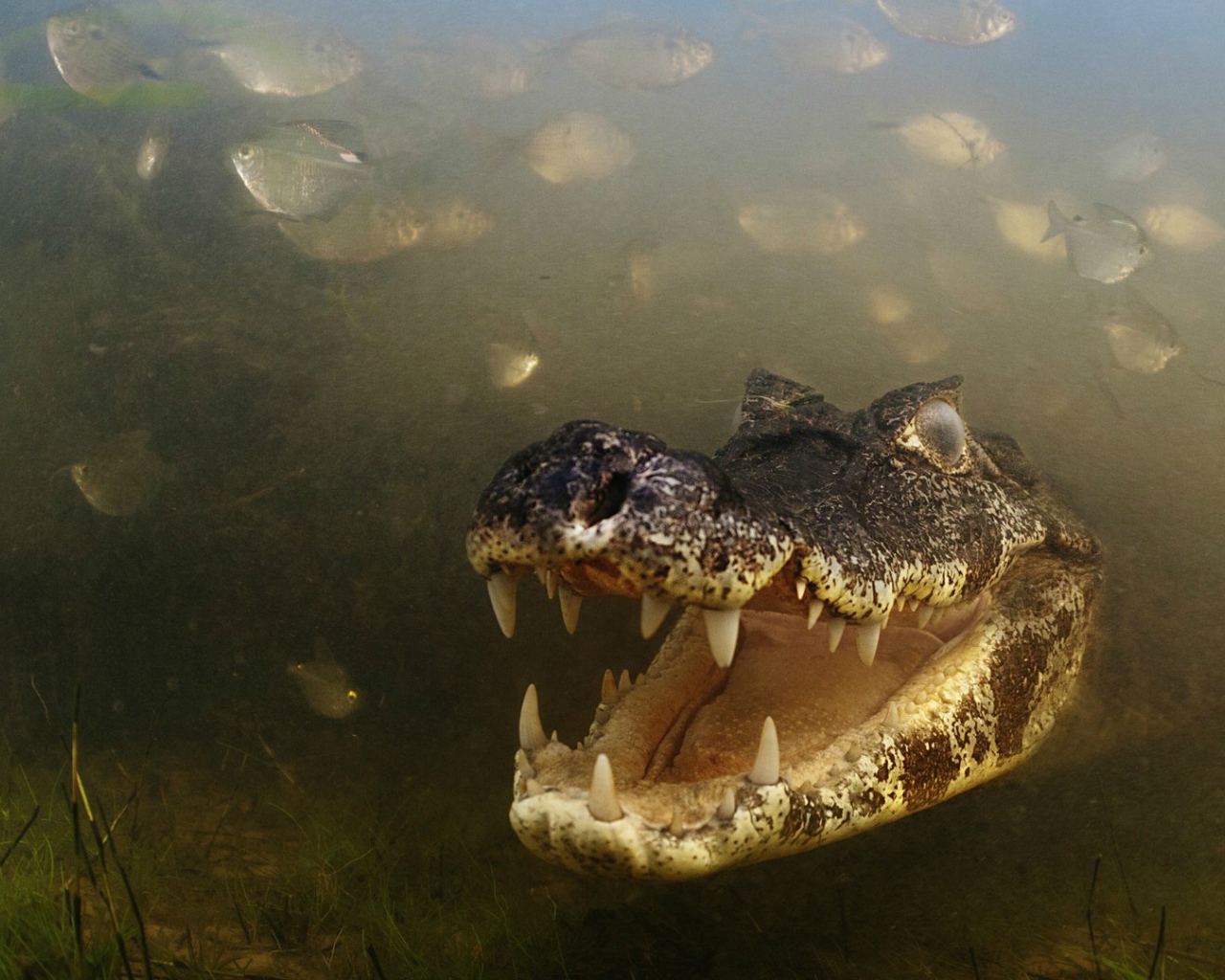 Злобный крокодил среди рыб