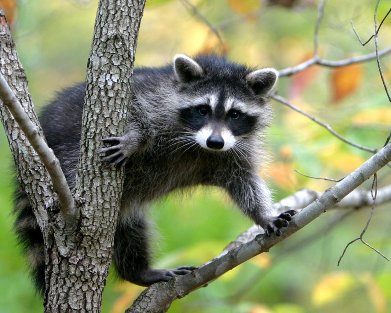 Животное енот-полоскун сидит на дереве