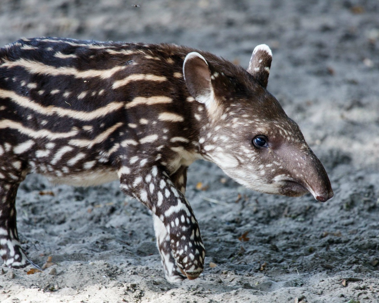 Животное пятнистый тапир