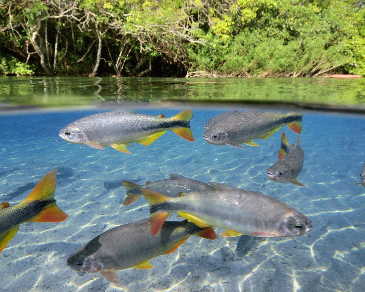 Крупная рыба в чистой воде озера