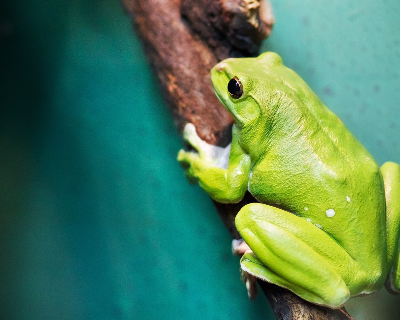 Большая зеленая лягушка на ветке