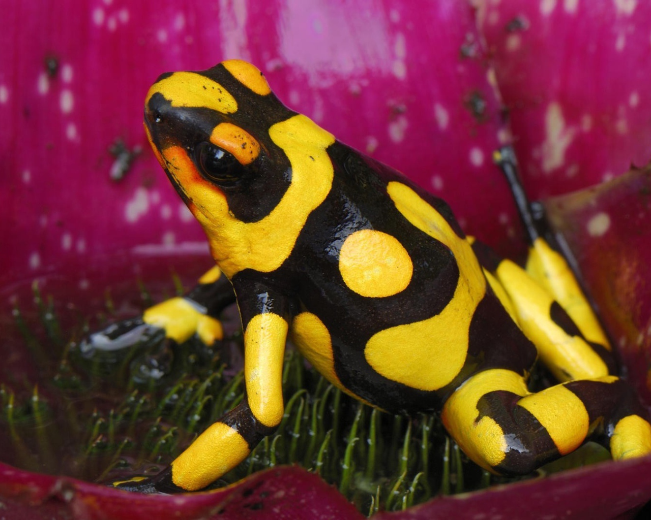 Черно желтая лягушка в цветке