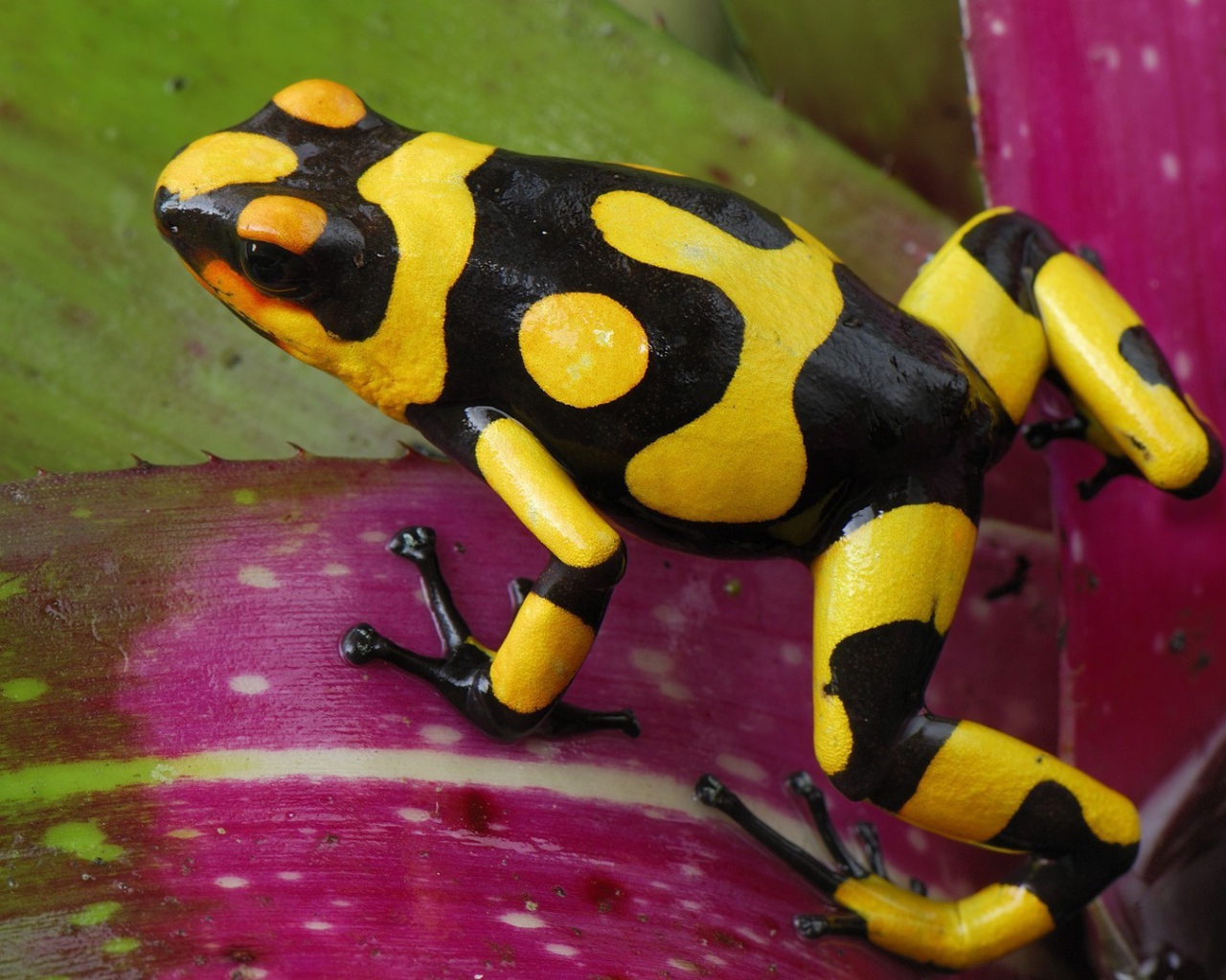 Черно желтая лягушка прыгает