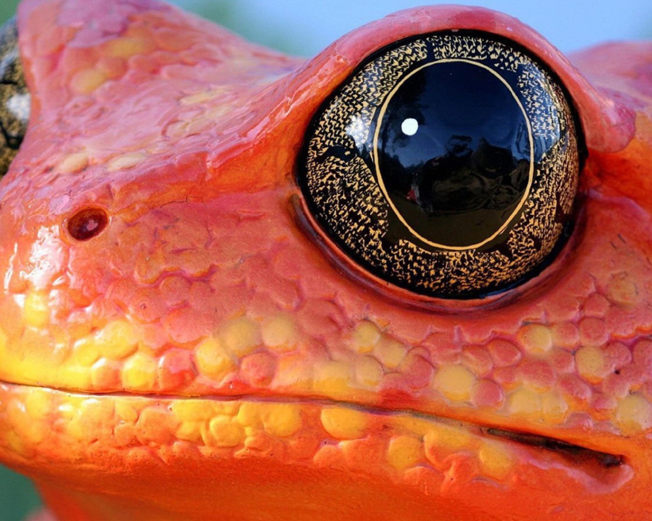 Черные глаза красной лягушки