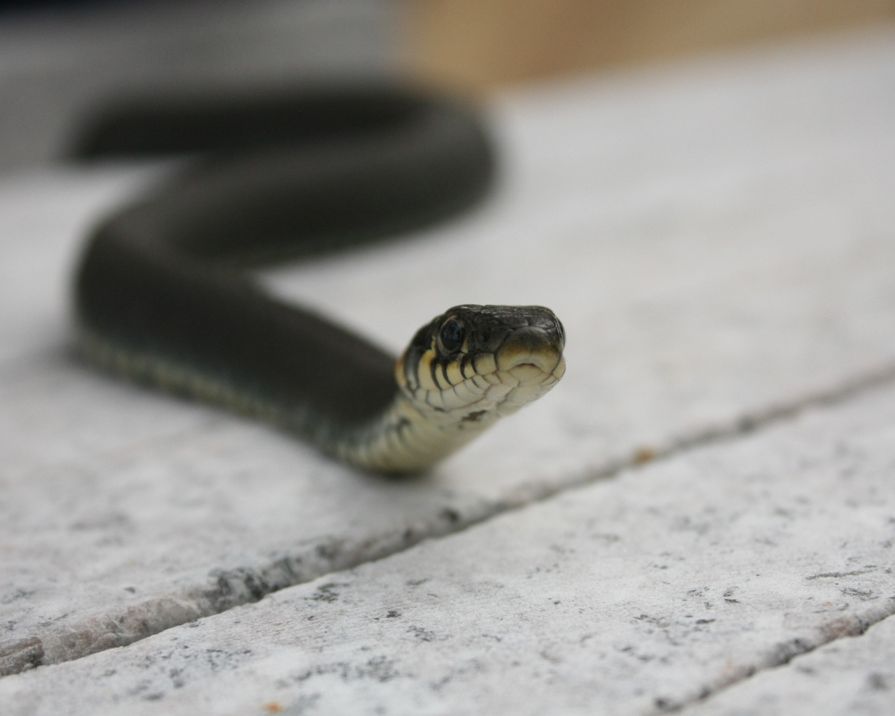 Черная змея на досках