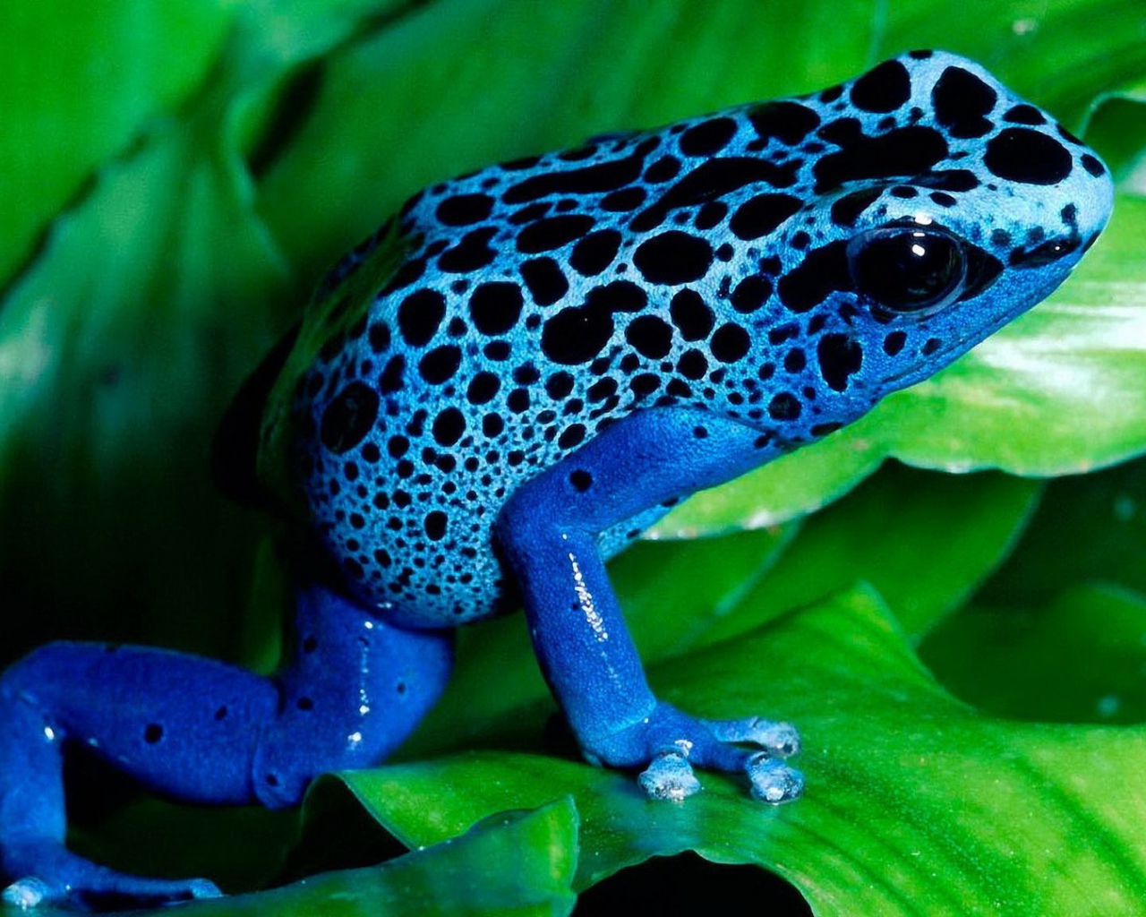 Синяя лягушка на зелени