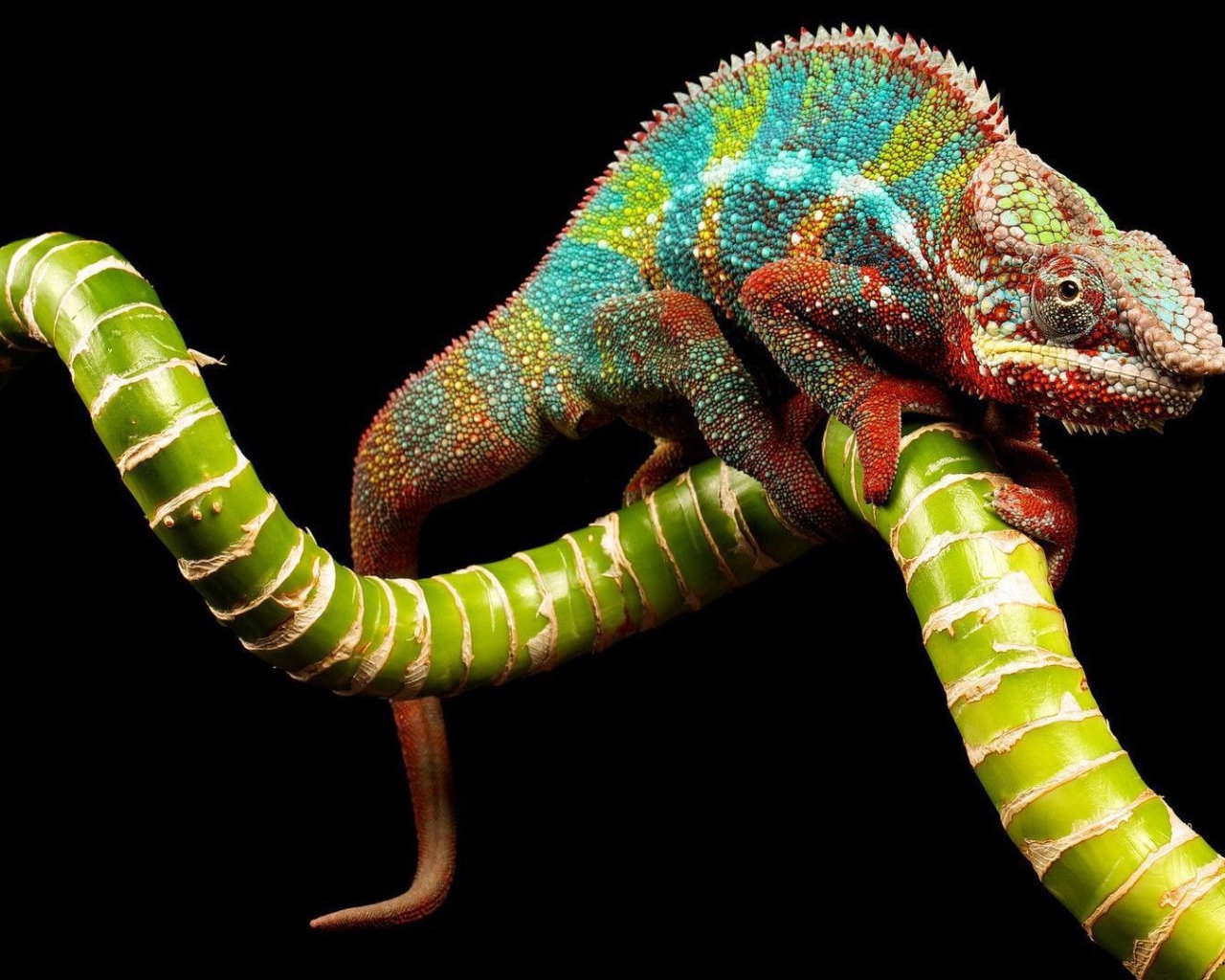 Яркий хамелеон на зеленой ветке