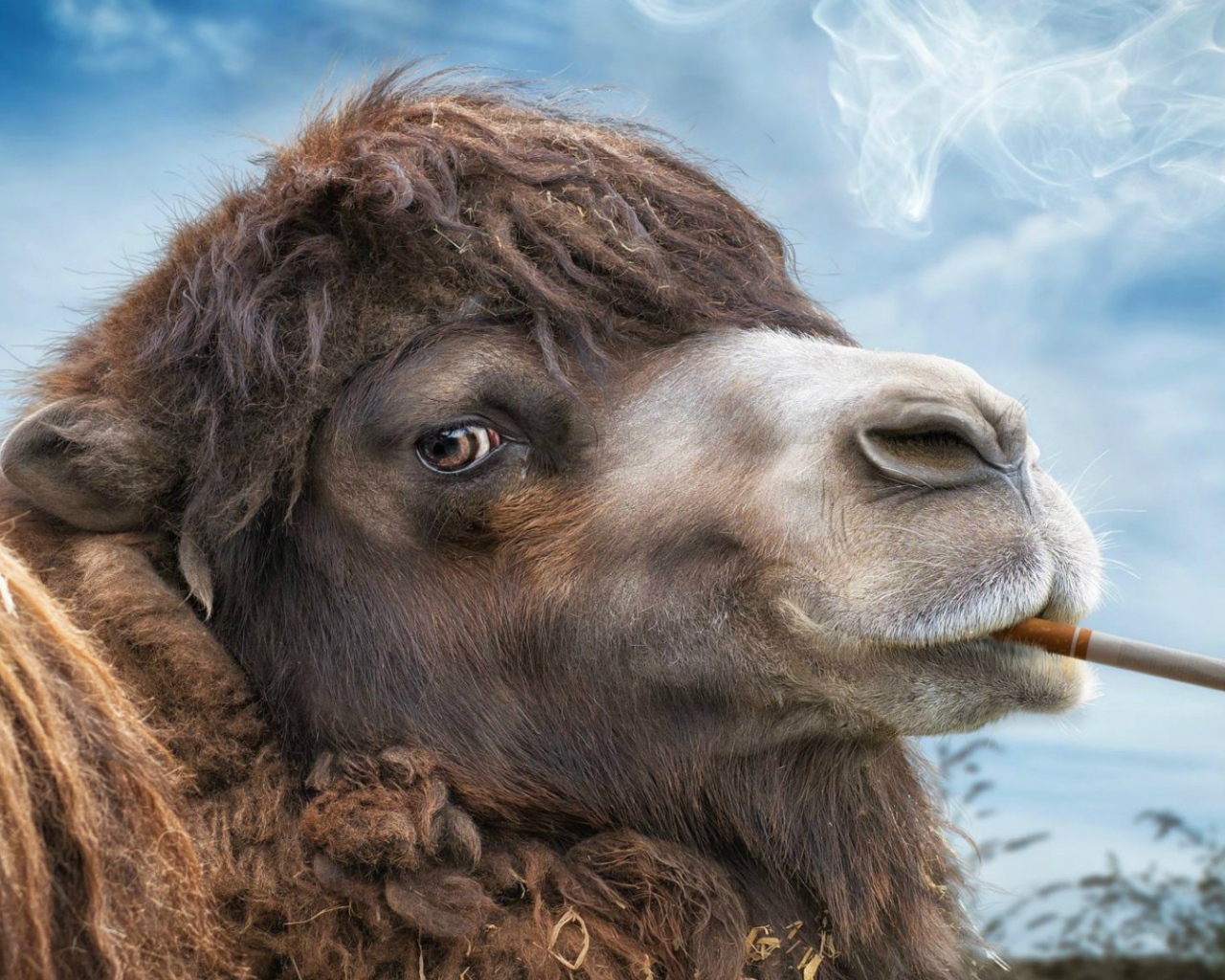 Верблюд с сигаретой в зубах