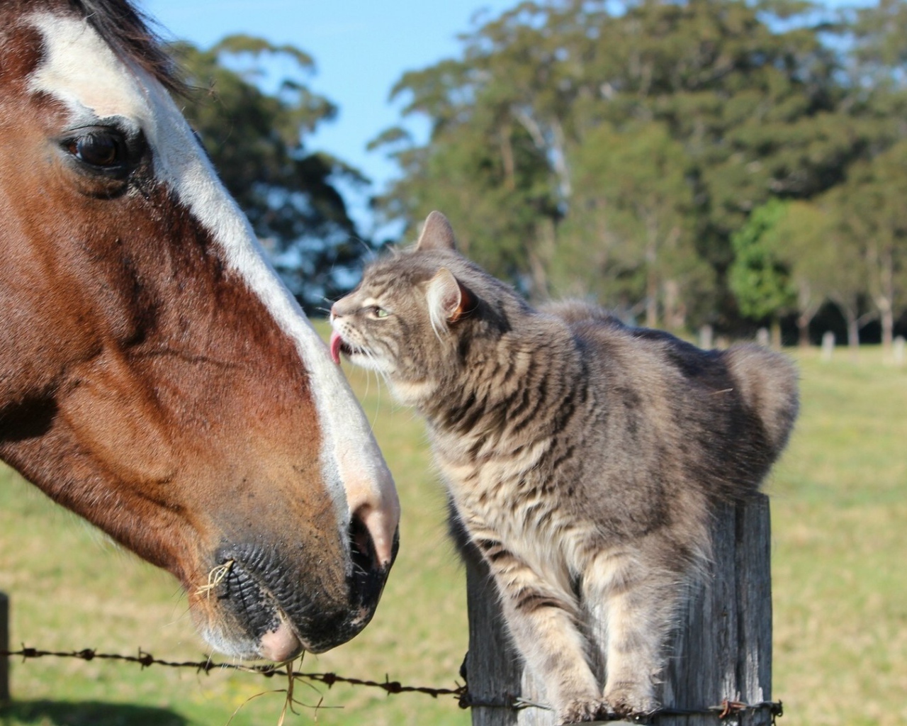 Кот и лошадь