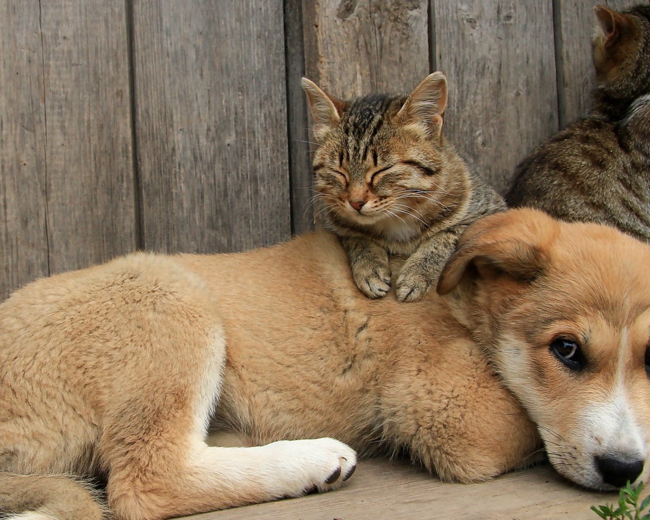 Кот сидит на щенке