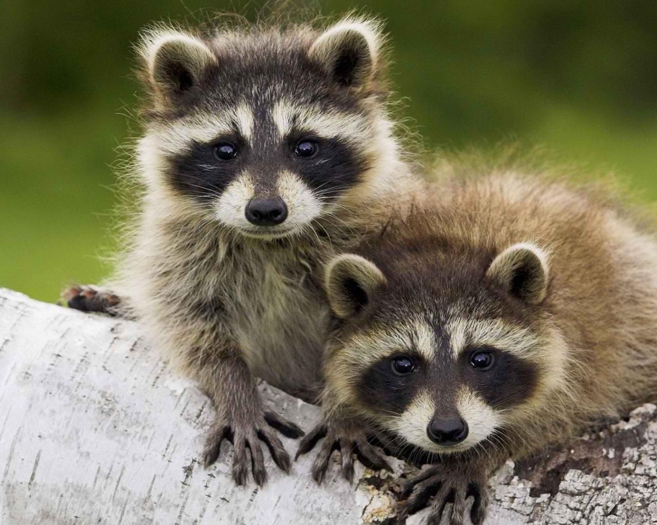 Пара животных енотов-полоскунов на стволе дерева