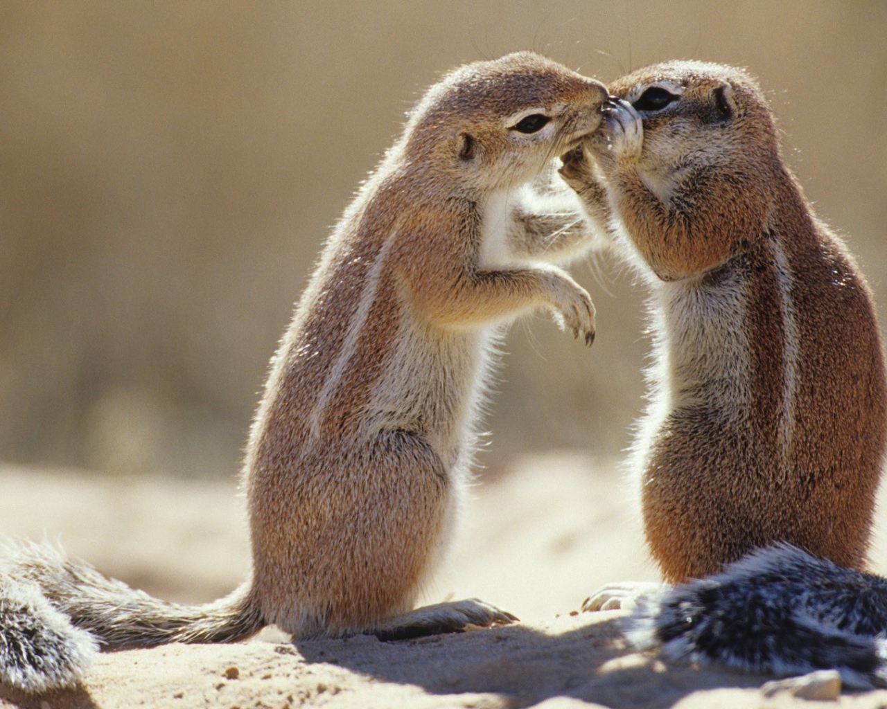 Пара сурков общаются