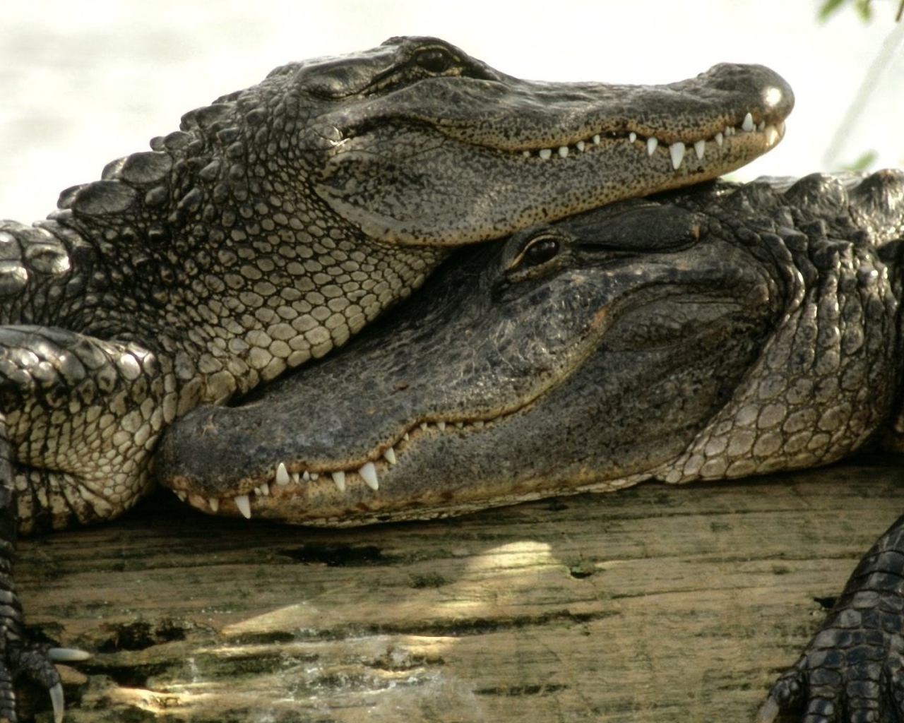 Пара довольных крокодилов