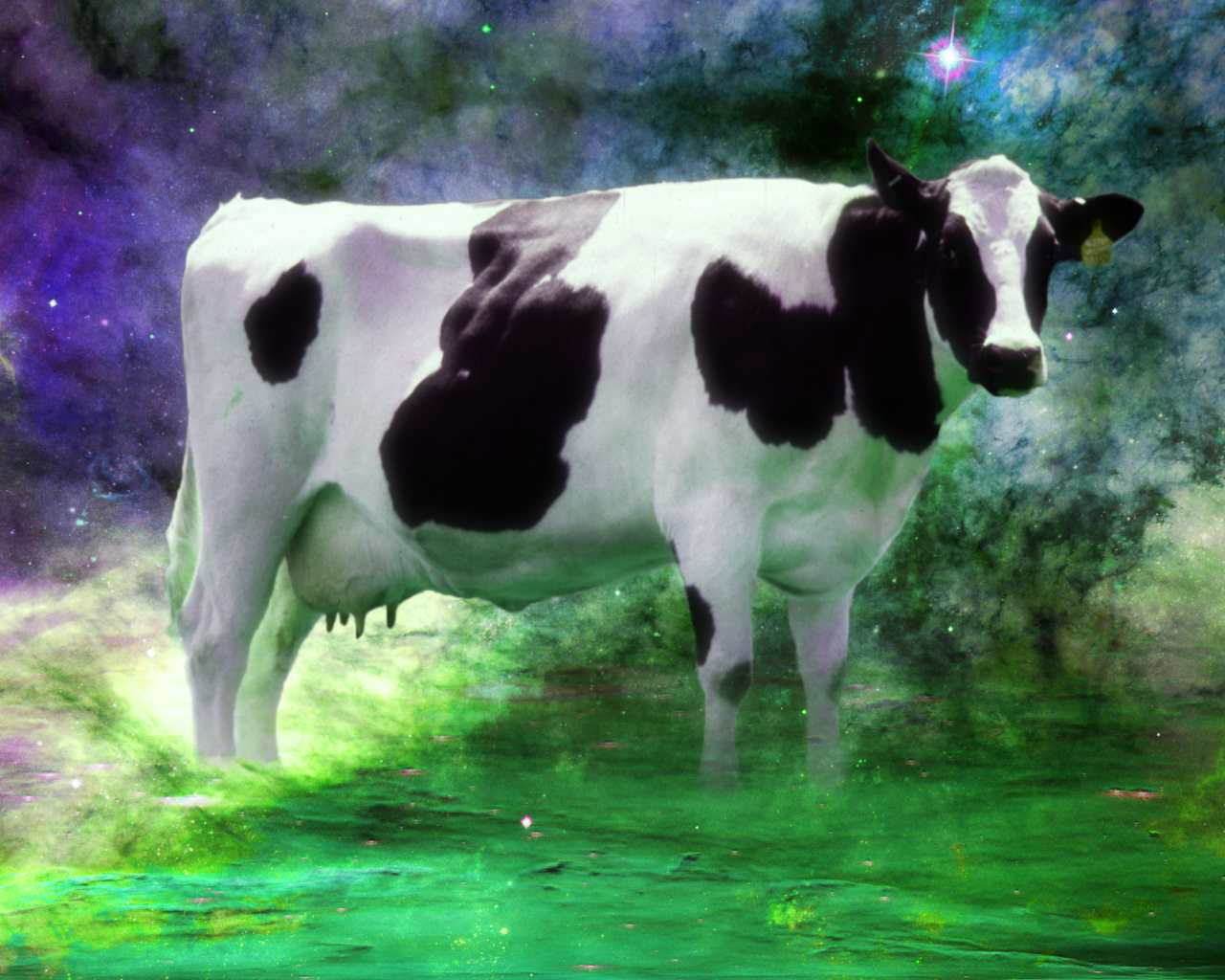 Корова среди звезд