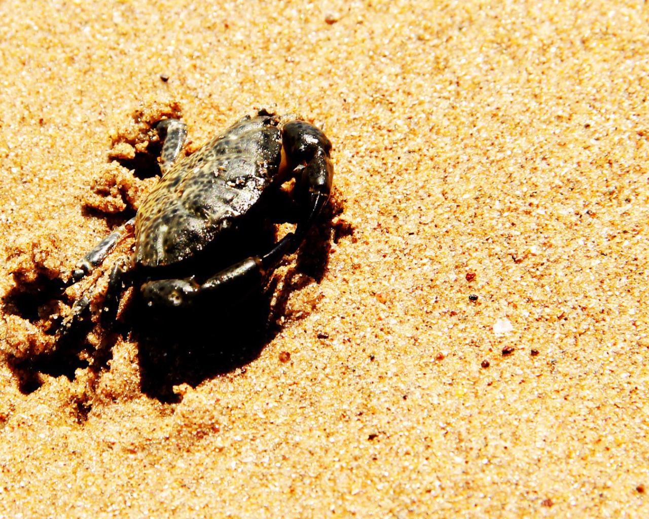 Краб зарывается в песок на пляже