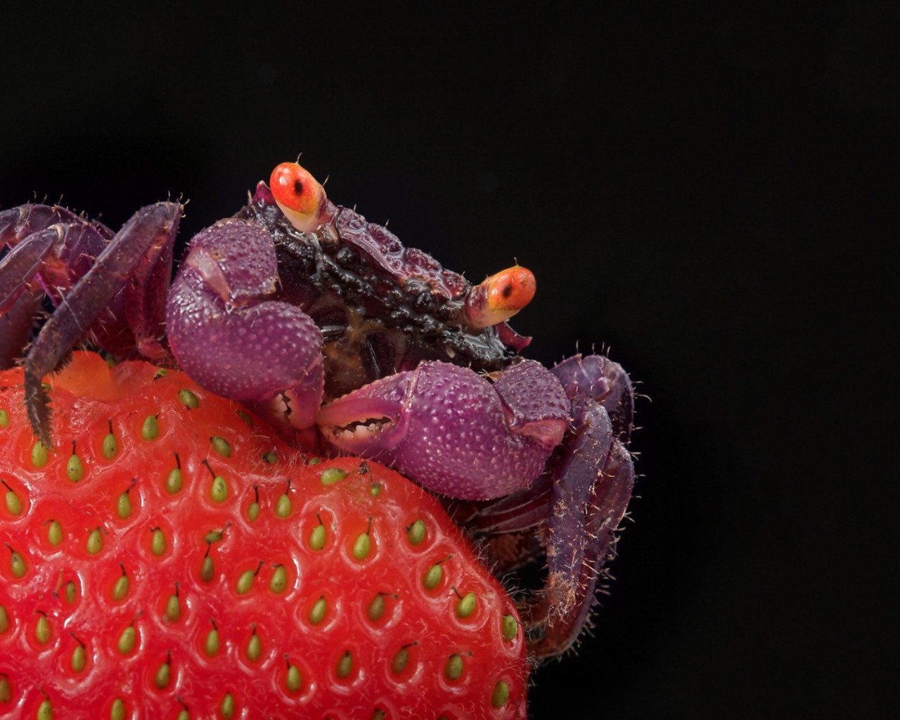 Краб на клубнике