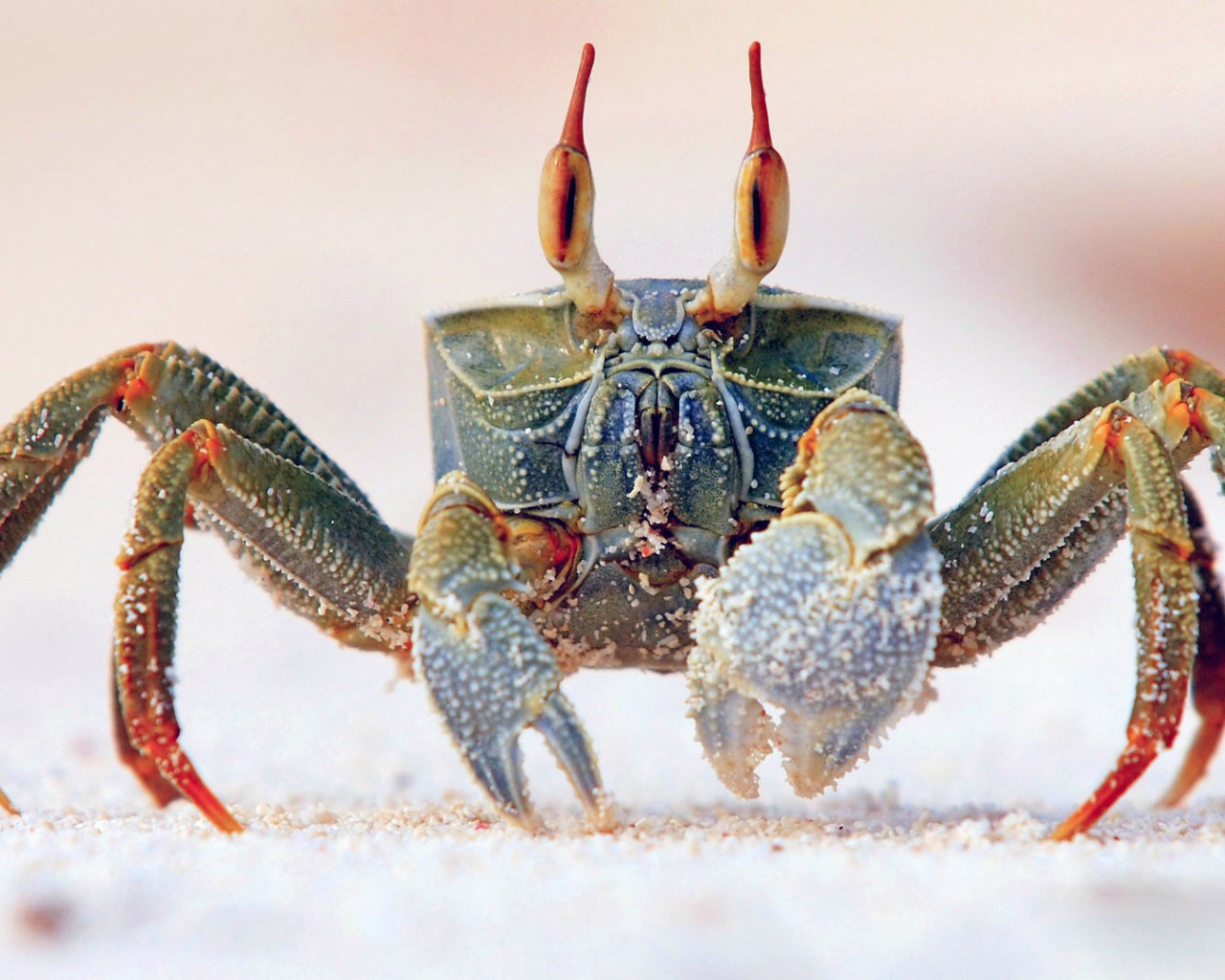 Краб идет по песку