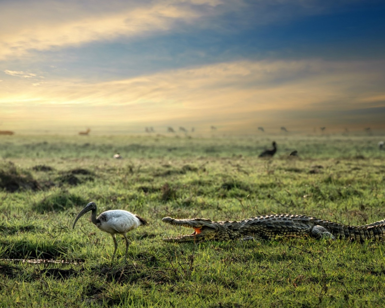 Крокодил и цапля на болоте