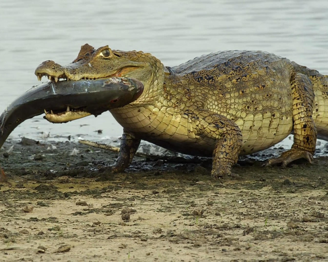 Крокодил несет рыбу в зубах
