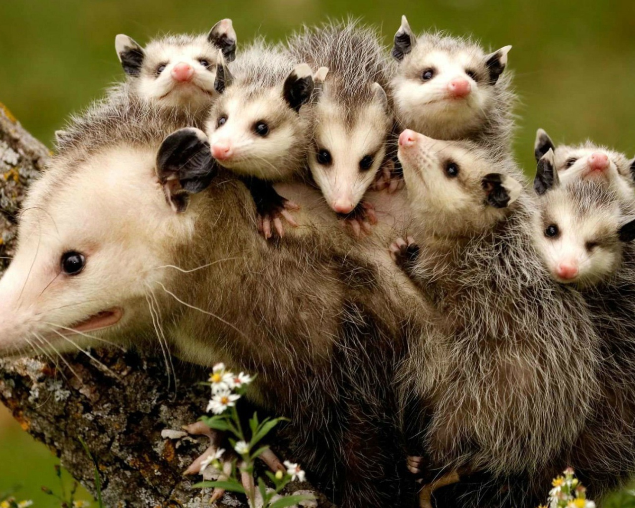 Детёныши опоссума держатся за спину своей мамы