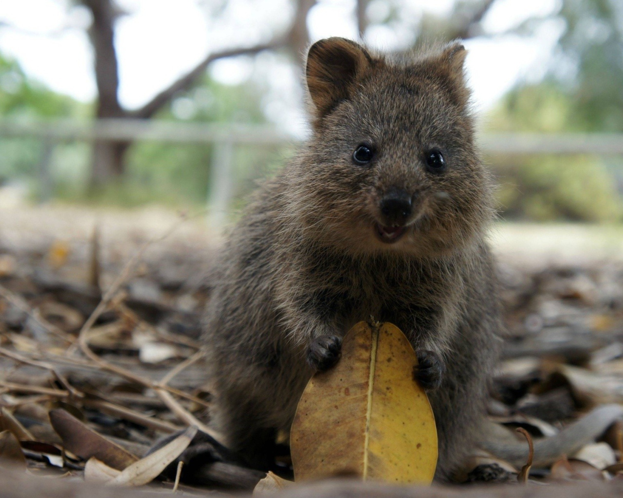 Милый зверек с листиком в лапках