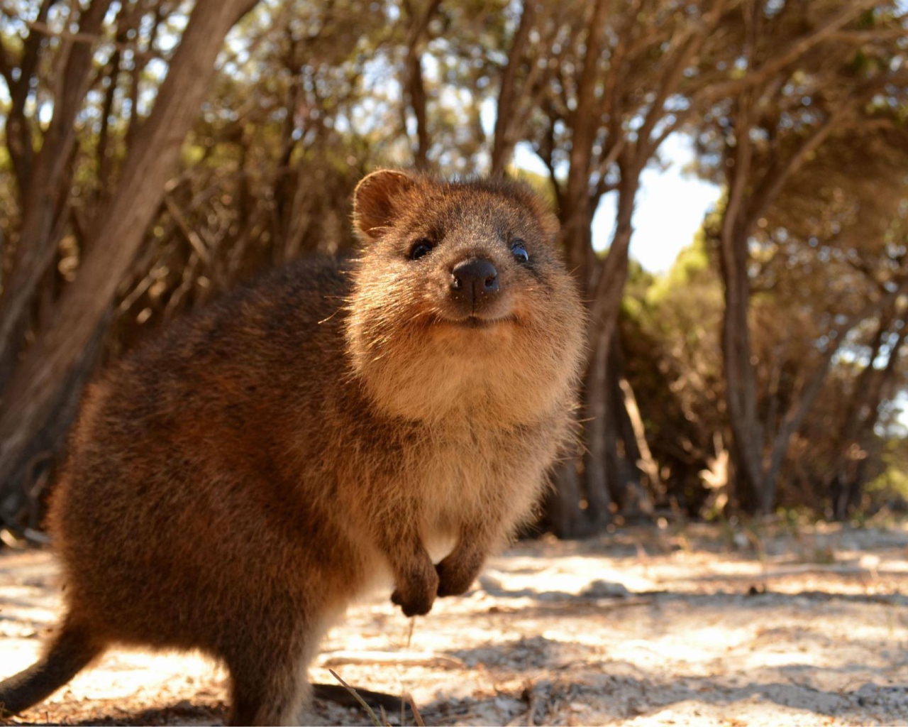 Милый короткохвостый кенгуру