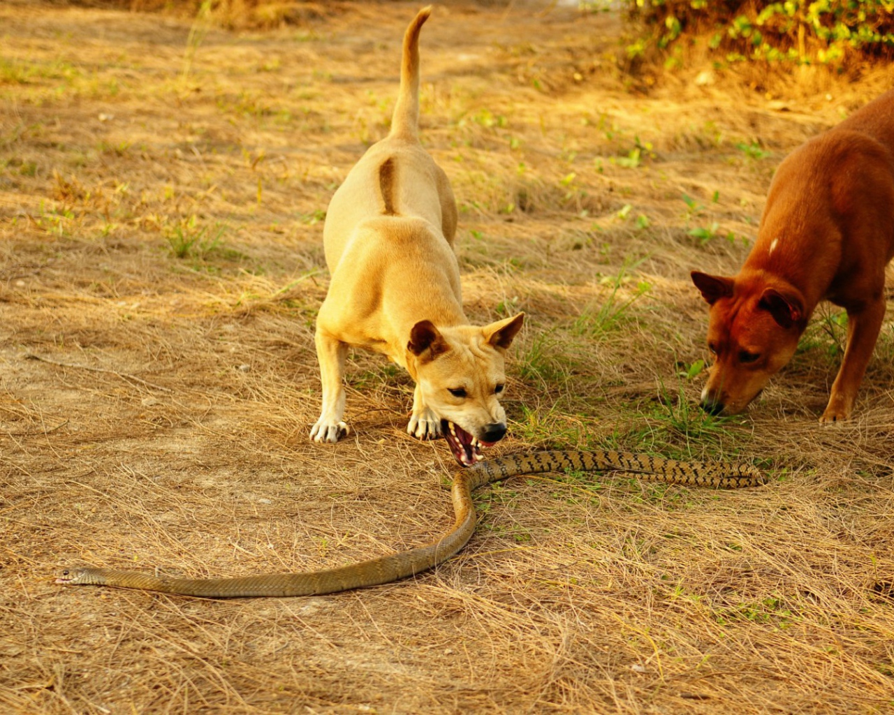 Собаки и королевская кобра