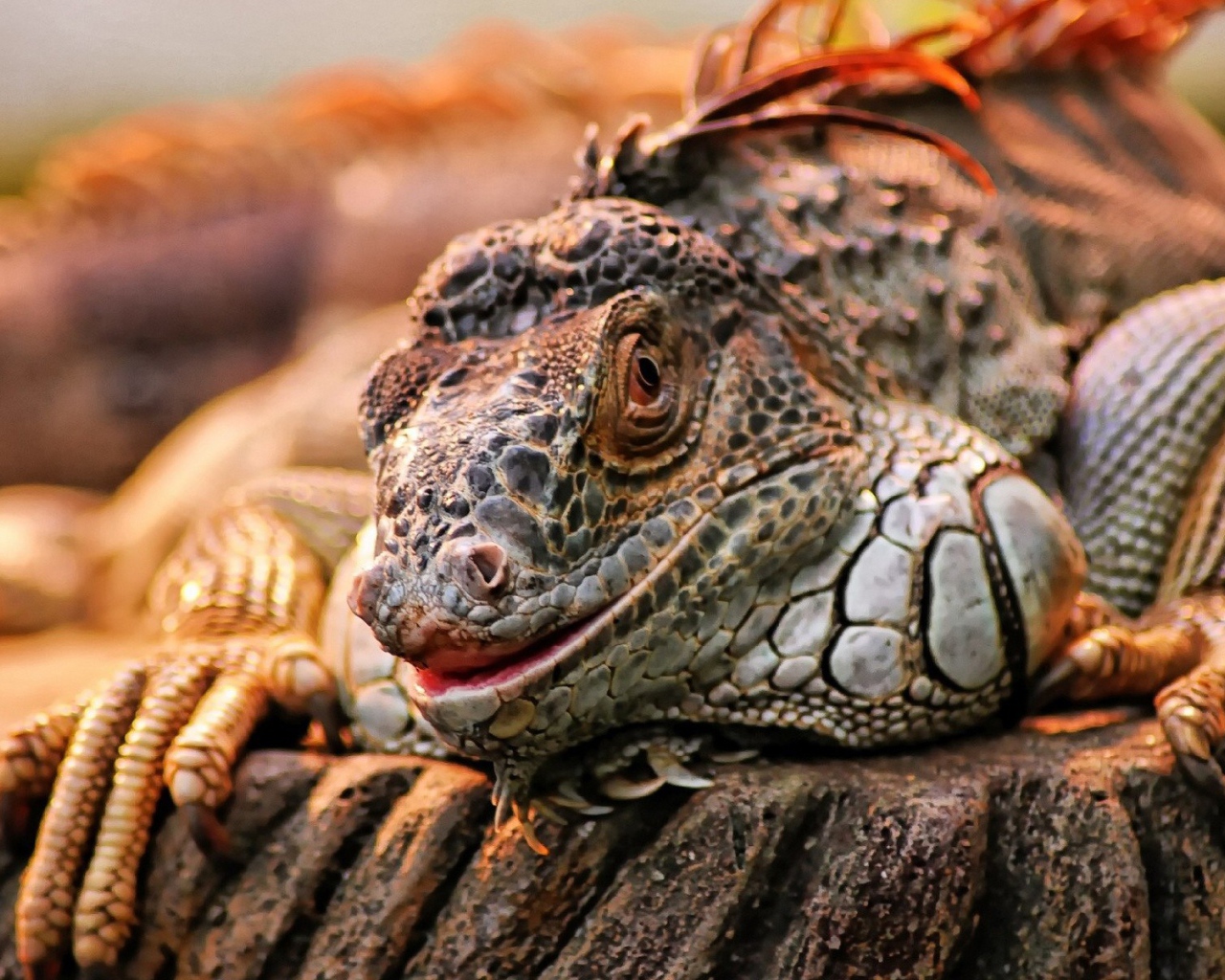 Экзотическая игуана на камне