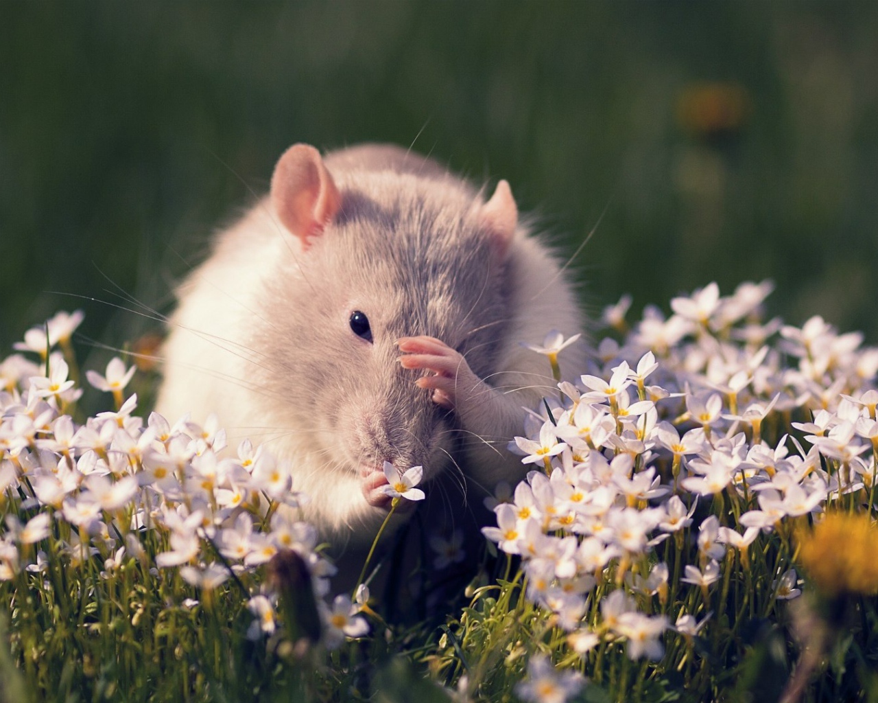 Полевая мышь среди цветов