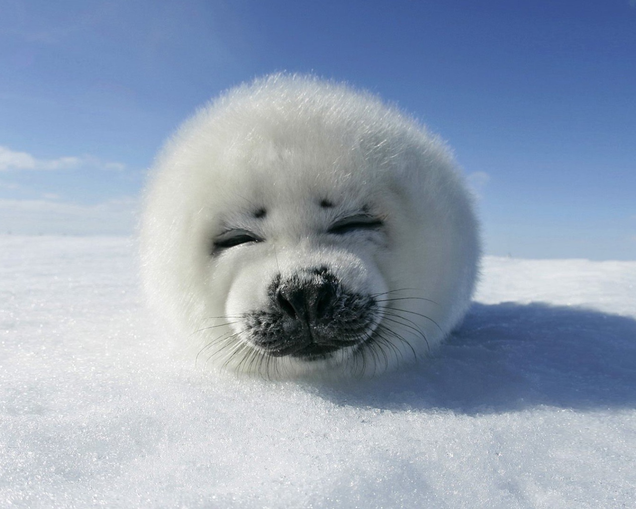 Пушистый белый песец на снегу