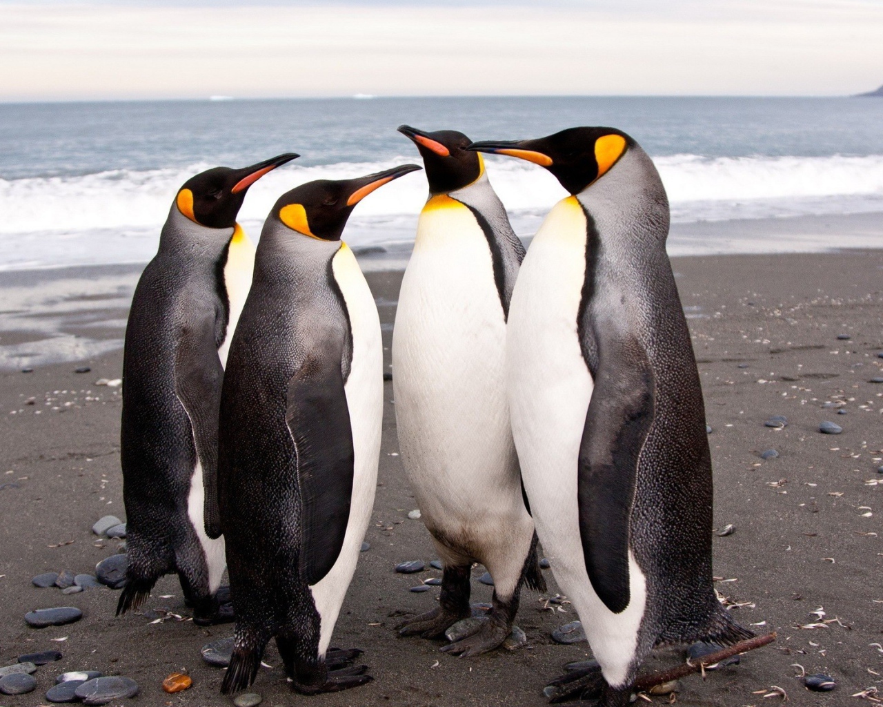 Четыре пингвина на берегу моря