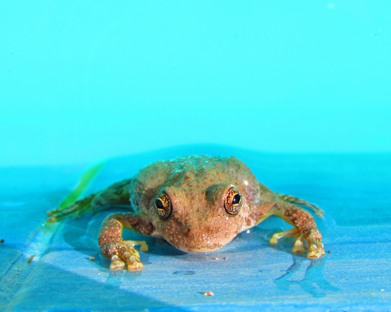 Лягушка в голубой воде