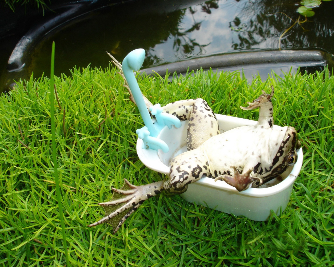 Лягушка лежит в ванной