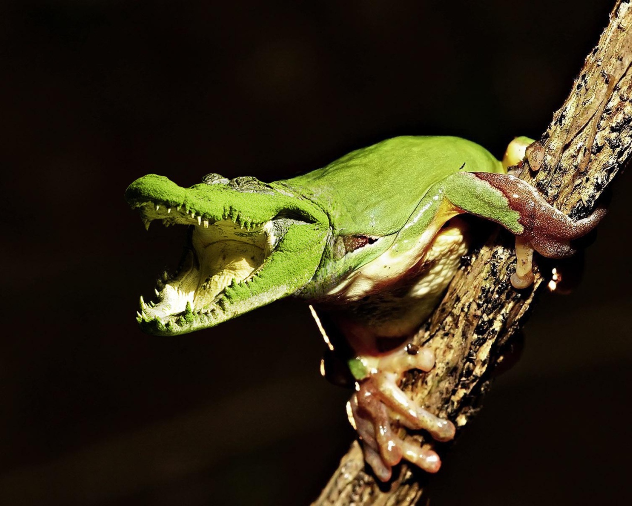 Лягушка крокодил на ветке
