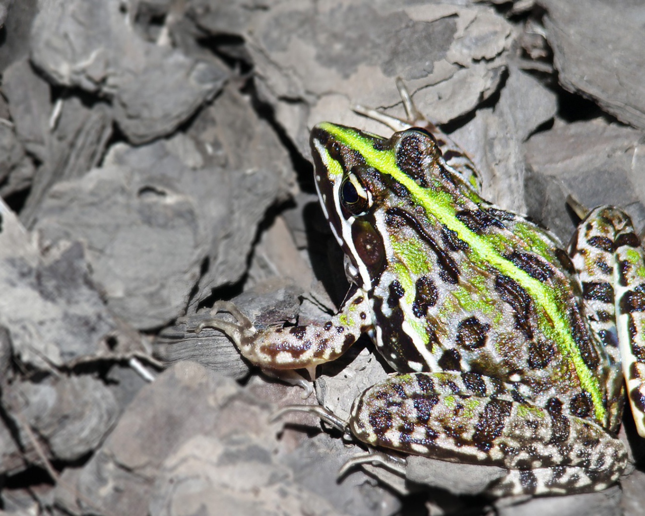Лягушка на серых камнях
