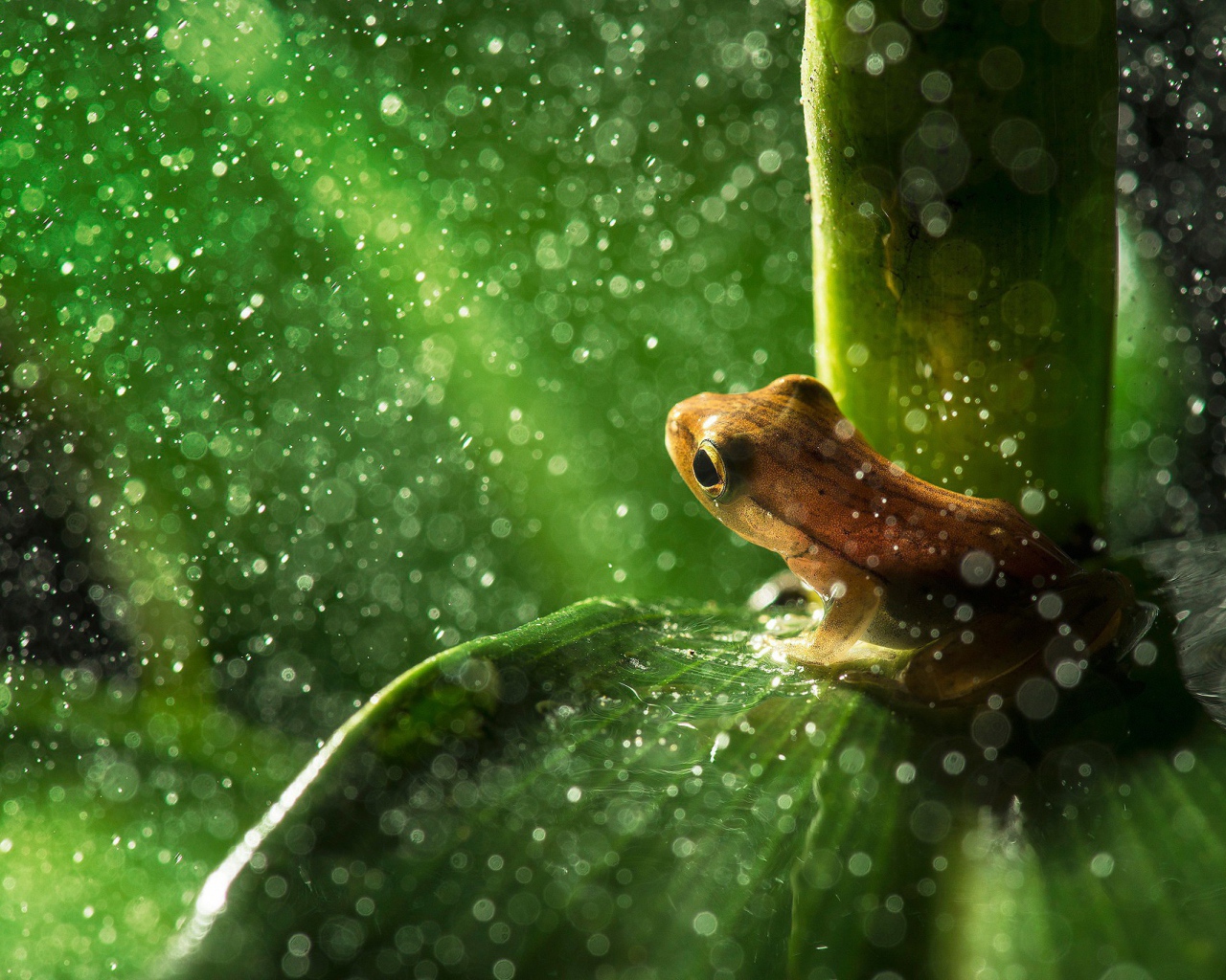 Лягушка пережидает дождь сидя на листике