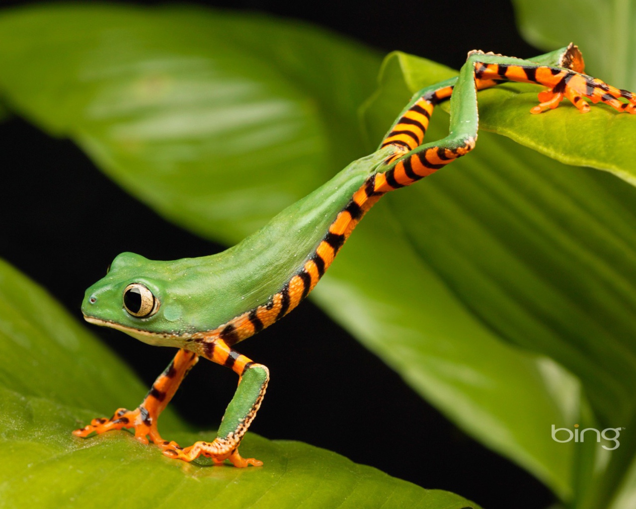 Лягушка стоит на двух листьях