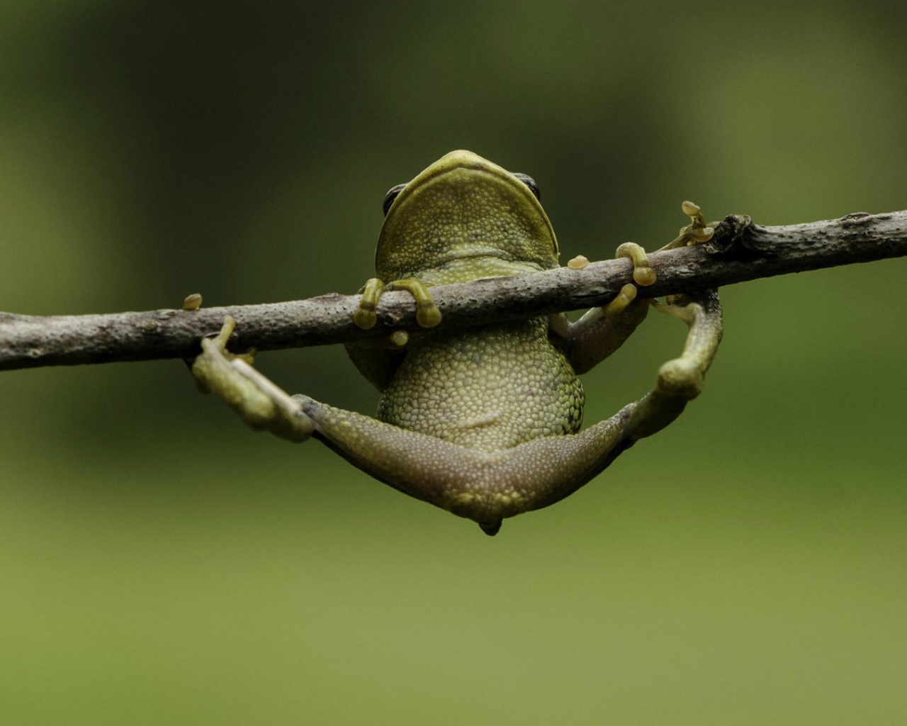 Лягушка пытается удержаться на ветке