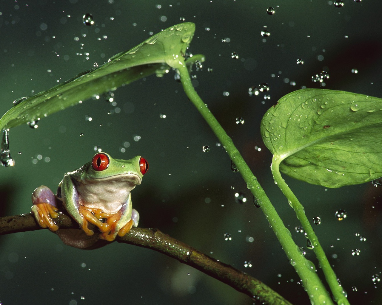 Лягушка с красными глазами посреди брызг воды
