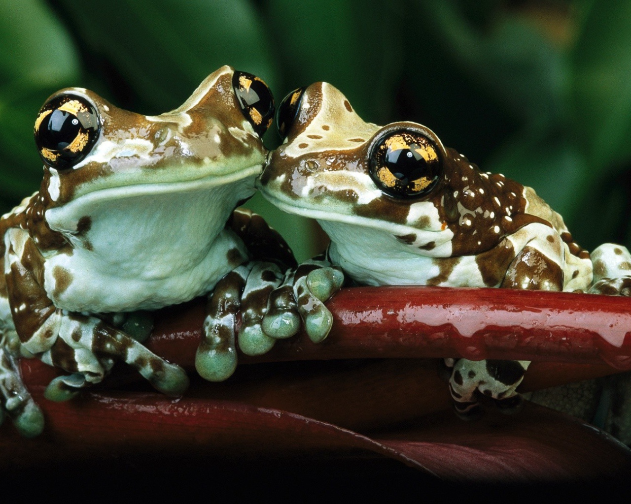 Лягушки с желтыми пятнами на глазах